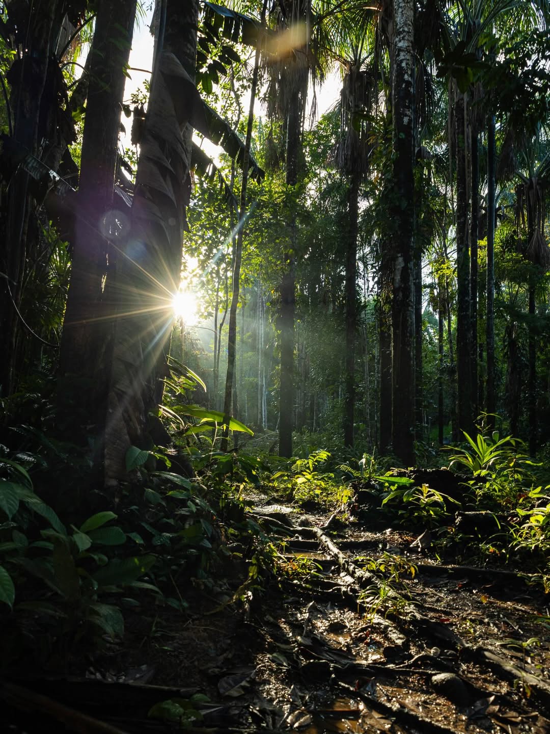 Sunlight shining through dense trees in the Peruvian Amazon rainforest, illuminating a jungle trail.