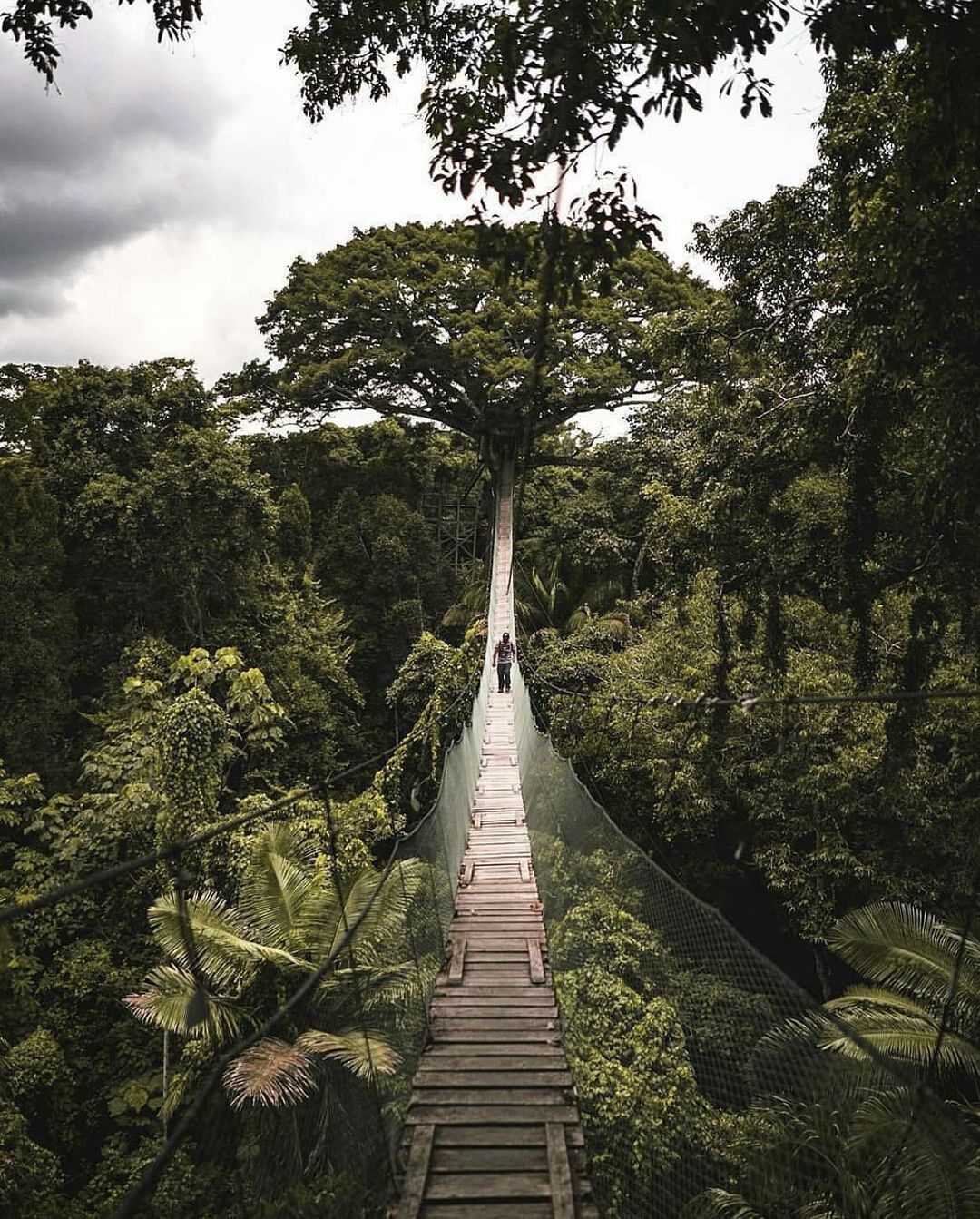 Passerelle suspendue au-dessus de la forêt tropicale de l’Amazonie péruvienne entourée d’une végétation dense.