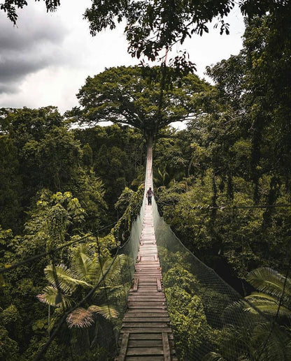 Passerelle suspendue au-dessus de la forêt tropicale de l’Amazonie péruvienne entourée d’une végétation dense.