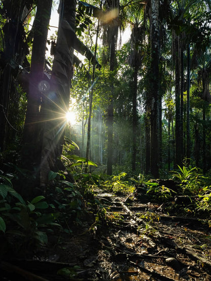 Sunlight shining through dense trees in the Peruvian Amazon rainforest, illuminating a jungle trail.