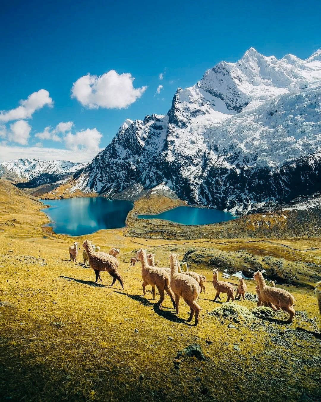 Troupeau d’alpagas près d’une lagune turquoise avec des montagnes enneigées dans les Andes du Pérou.