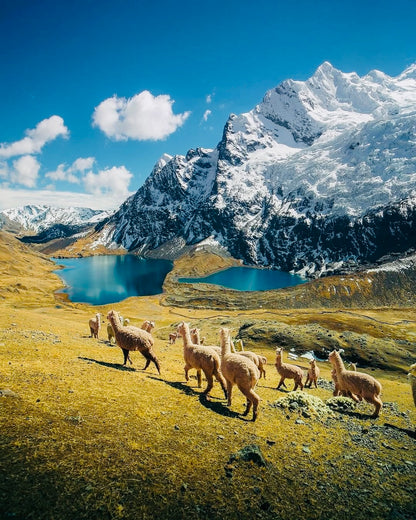 Troupeau d’alpagas près d’une lagune turquoise avec des montagnes enneigées dans les Andes du Pérou.