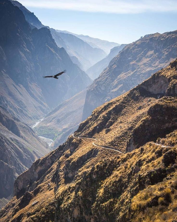Condor des Andes volant au-dessus du canyon de Colca près d’Arequipa au Pérou.