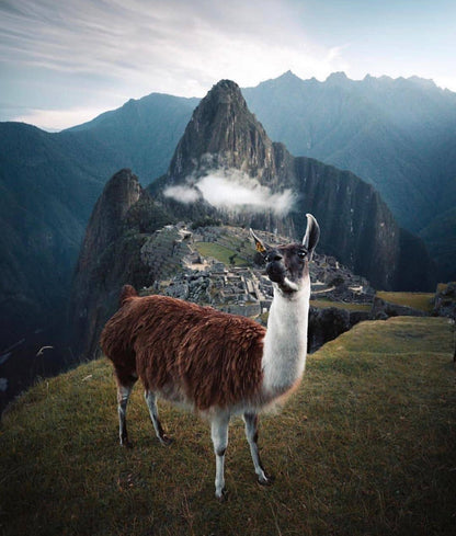 Lama devant les ruines du Machu Picchu dans les montagnes des Andes au Pérou.