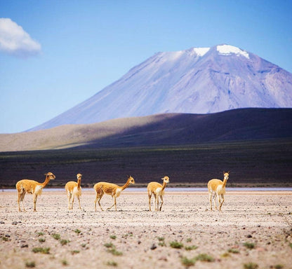 Groupe de vigognes marchant dans l’altiplano andin avec un volcan en arrière-plan dans les Andes du Pérou.